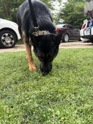 Lost Male Dog last seen Found at 6th and peoria , Tulsa, OK 74120