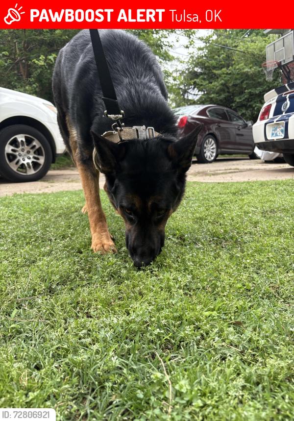 Lost Male Dog last seen Found at 6th and peoria , Tulsa, OK 74120