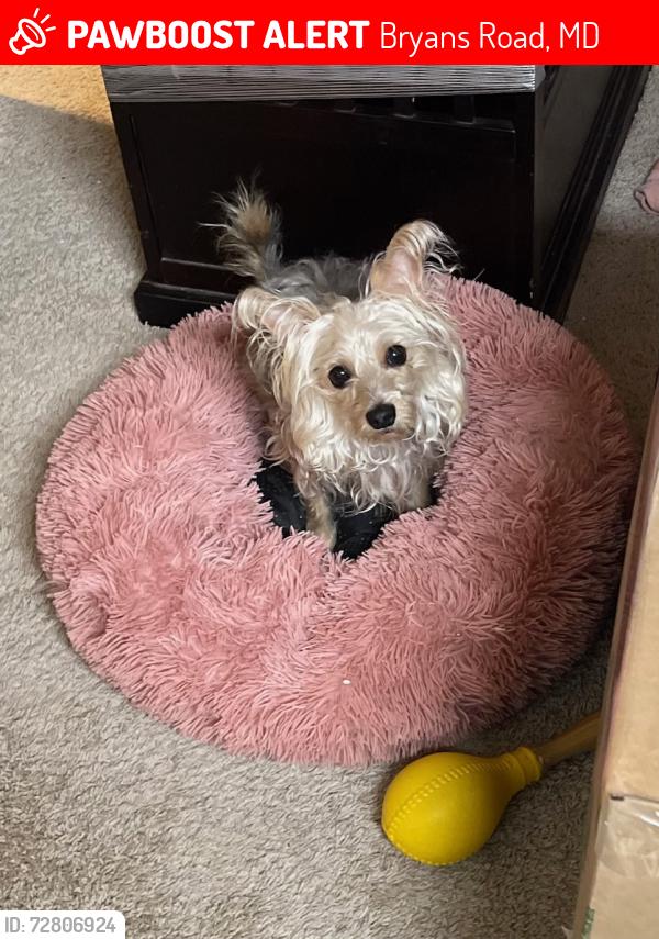 Lost Female Dog last seen Near Bridgewater Dr. Bryans Road, MD 20616, Bryans Road, MD 20616
