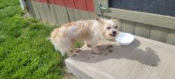 Found/Stray Male Dog last seen kasting park, Seymour, IN 47274