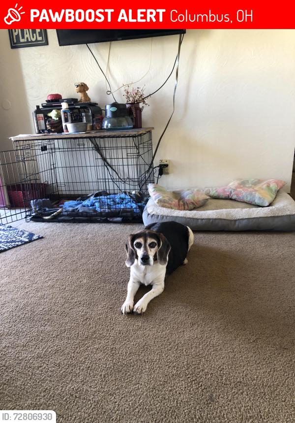 Lost Female Dog last seen Ardath road and Ardath court, Columbus, OH 43228