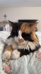 Lost Female Cat last seen on eastern and sunridge , Henderson, NV 89052
