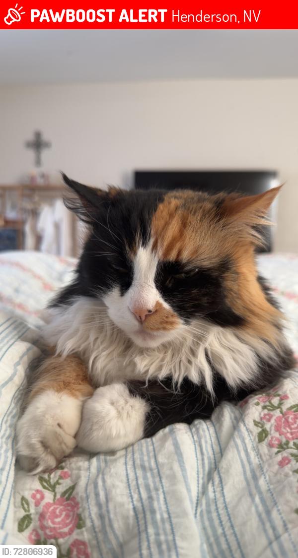 Lost Female Cat last seen on eastern and sunridge , Henderson, NV 89052