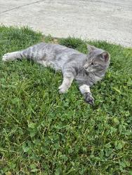 Found/Stray Male Cat last seen Ridgerhurst court , Louisville, KY 40299