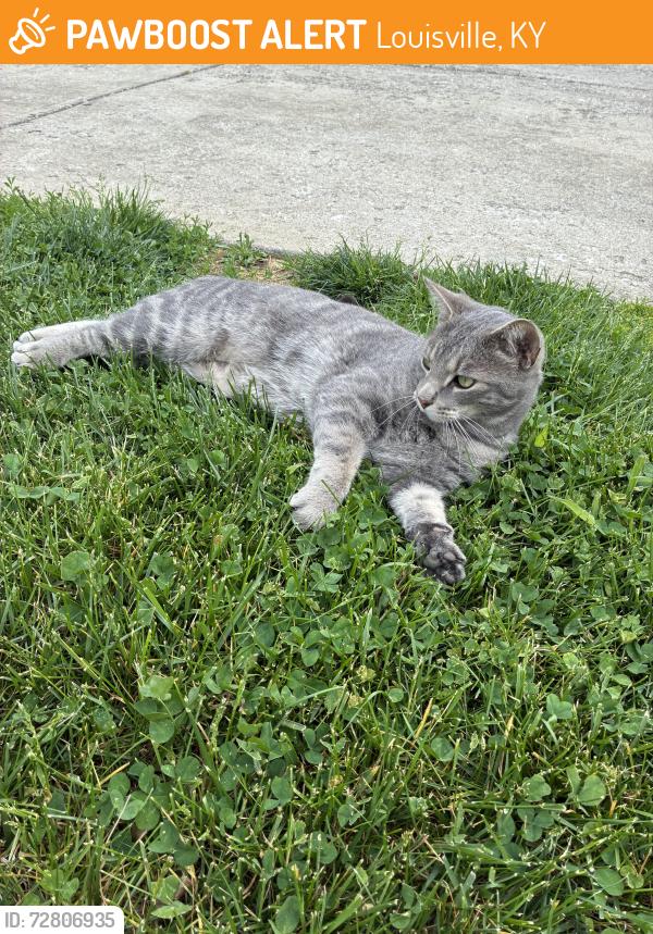 Found/Stray Male Cat last seen Ridgerhurst court , Louisville, KY 40299