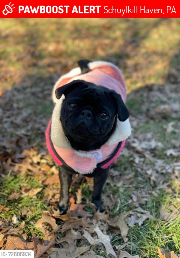 Lost Female Dog last seen blue mountain lakes , Schuylkill Haven, PA 17972