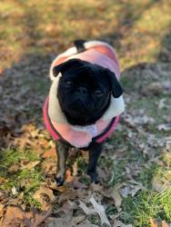 Lost Female Dog last seen blue mountain lakes , Schuylkill Haven, PA 17972