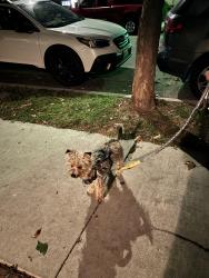 Found/Stray Male Dog last seen Anaheim and 11th street, Long Beach, CA 90804