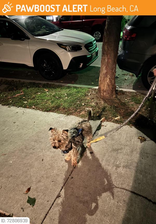 Found/Stray Male Dog last seen Anaheim and 11th street, Long Beach, CA 90804