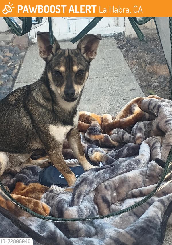 Found/Stray Female Dog last seen Walnut elementary , La Habra, CA 90631