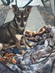 Found/Stray Female Dog last seen Walnut elementary , La Habra, CA 90631