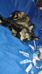 Reunited Female Cat last seen Lexington memorial park, Circle Pines, MN 55014