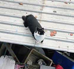 Lost Male Cat last seen Rua campo florido , Jardim Sao Gabriel, SP 03940-000