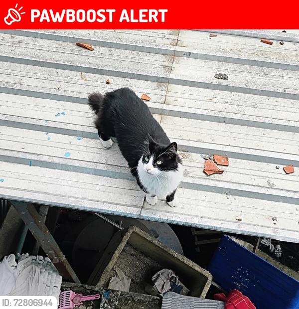 Lost Male Cat last seen Rua campo florido , Jardim Sao Gabriel, SP 03940-000