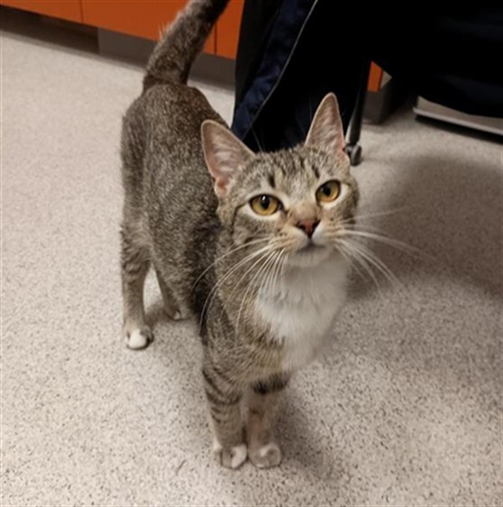 Shelter Stray Female Cat last seen FORTALEZA AVE / AFONSO WAY, Elk Grove, CA 95624