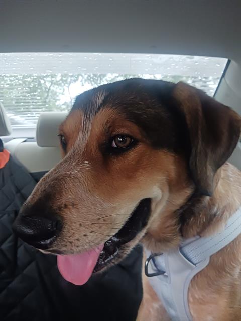 Shelter Stray Male Dog last seen , San Antonio, TX 78227