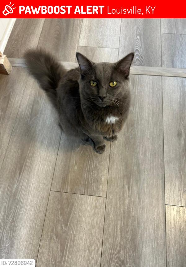 Lost Male Cat last seen Hurstbourne and Nachand lane, Louisville, KY 40299