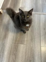 Lost Male Cat last seen Hurstbourne and Nachand lane, Louisville, KY 40299