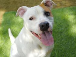 Shelter Stray Male Dog last seen Near BLOCK ROBERTS AVE, TALLAHASSEE FL 32310, Tallahassee, FL 32311