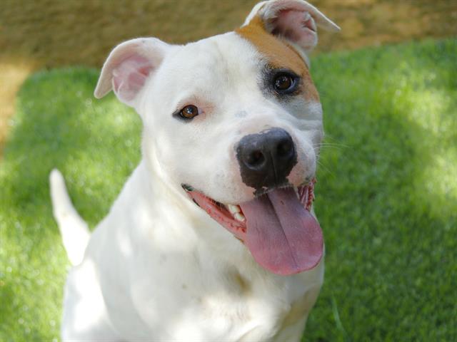Shelter Stray Male Dog last seen Near BLOCK ROBERTS AVE, TALLAHASSEE FL 32310, Tallahassee, FL 32311