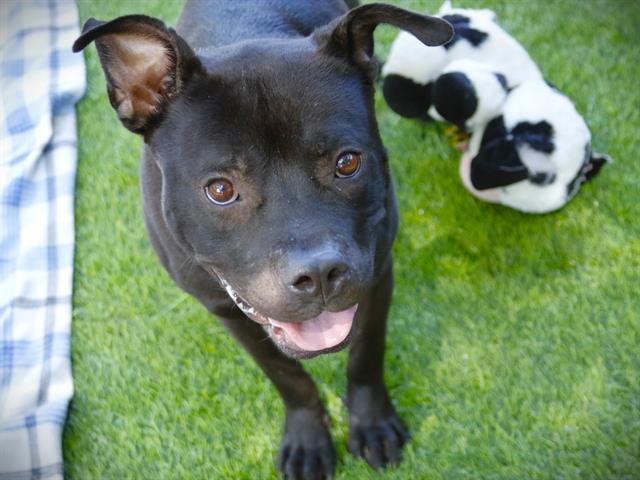 Shelter Stray Male Dog last seen Near BLOCK EASTERWOOD DR, TALLAHASSEE FL 32311, Tallahassee, FL 32311
