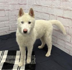 Shelter Stray Male Dog last seen Near BLOCK WANDA ST, DETROIT MI 48203, Detroit, MI 48211