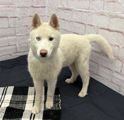 Shelter Stray Male Dog last seen Near BLOCK WANDA ST, DETROIT MI 48203, Detroit, MI 48211