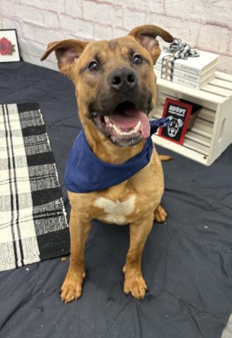 Shelter Stray Male Dog last seen Near BLOCK KENDALL ST, DETROIT MI 48238, 7401 Chrysler Dr, Detroit, MI 48211, USA