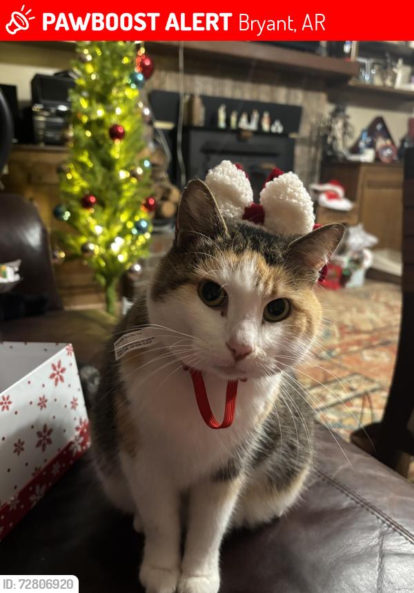 Lost Female Cat last seen Wilber Mills Park in Bryant , Bryant, AR 72022