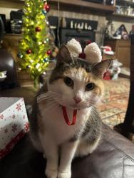 Lost Female Cat last seen Wilber Mills Park in Bryant , Bryant, AR 72022