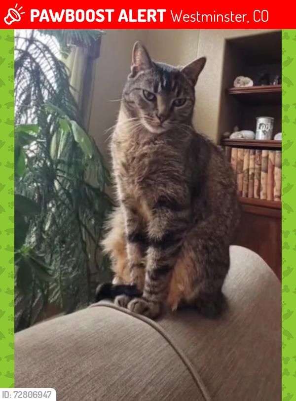 Lost Male Cat last seen Alcott Street and W. 108th Ave. In Cedar Bridge Neighborhood, Westminster, CO 80234