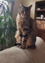 Lost Male Cat last seen Alcott Street and W. 108th Ave.  In Cedar Bridge Neighborhood , Westminster, CO 80234