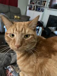 Lost Male Cat last seen Riverside Parkway, Leesburg, VA 20176