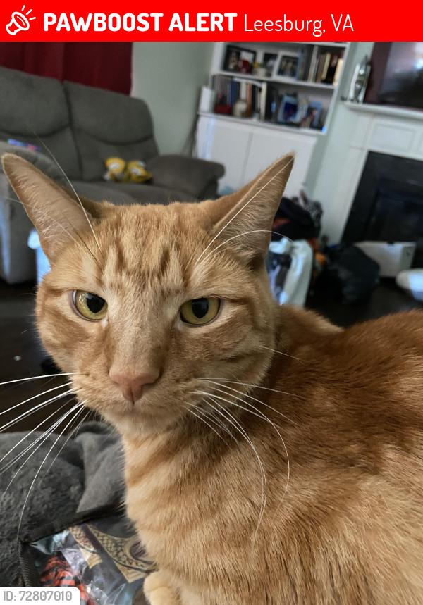 Lost Male Cat last seen Riverside Parkway, Leesburg, VA 20176