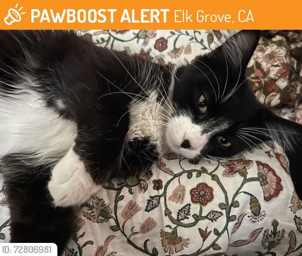 Found/Stray Unknown Cat last seen Joseph Sims Elementary , Elk Grove, CA 95758