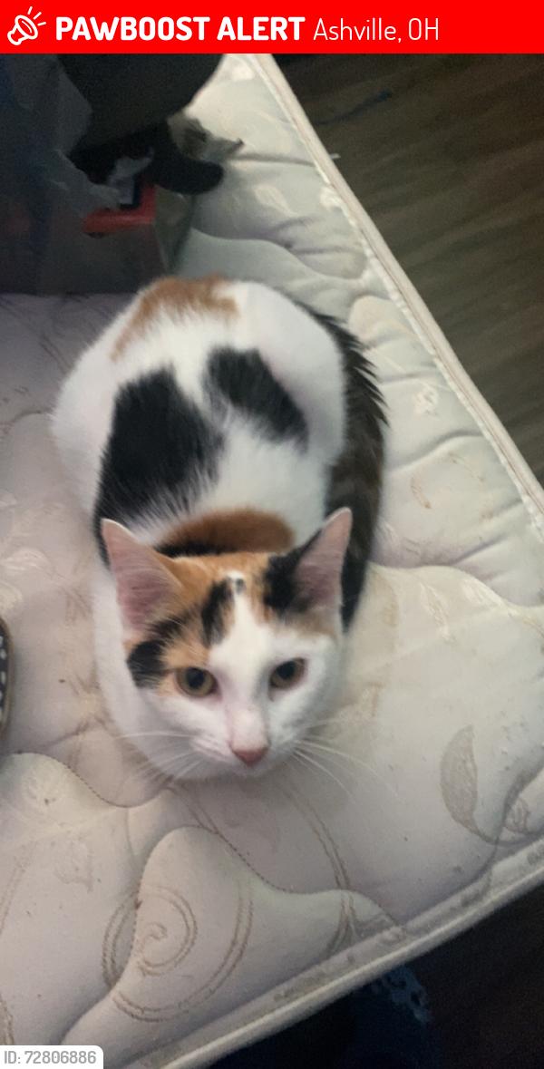 Lost Female Cat last seen Jefferson Ave, Griggs St, Lexington Ave., Ashville, OH 43103