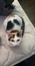 Lost Female Cat last seen Jefferson Ave, Griggs St, Lexington Ave. , Ashville, OH 43103