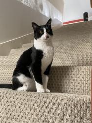Lost Male Cat last seen Skyline High School , Sammamish, WA 98074