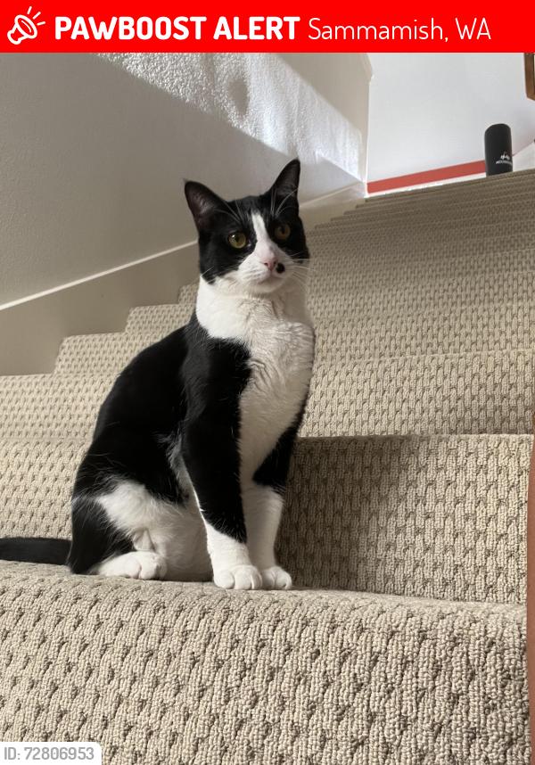 Lost Male Cat last seen Skyline High School , Sammamish, WA 98074