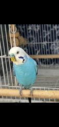 Lost Male Bird last seen 135th and Doty , Hawthorne, CA 90250