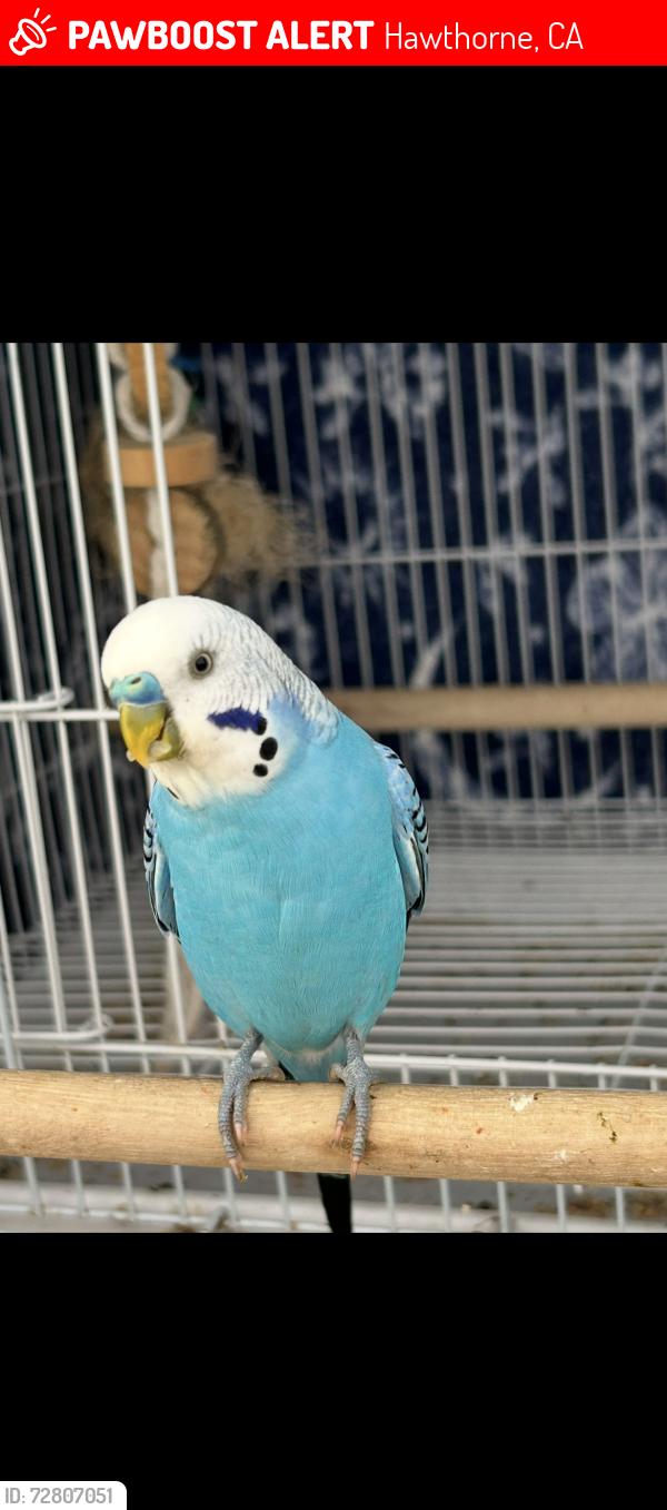 Lost Male Bird last seen 135th and Doty , Hawthorne, CA 90250