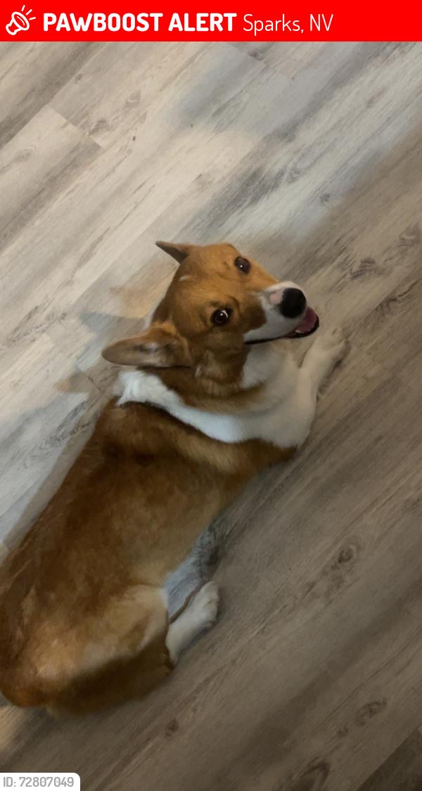 Lost Male Dog last seen Albatross Way Sparks, NV  89441, Sparks, NV 89441