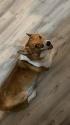 Lost Male Dog last seen Albatross Way Sparks, NV  89441, Sparks, NV 89441