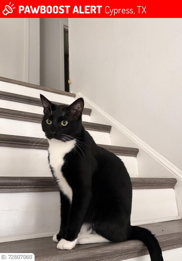 Lost Male Cat last seen Near , Cypress, TX 77429