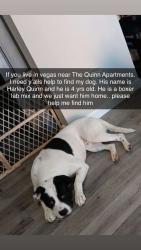 Lost Male Dog last seen Russell and Mountain Vista, Las Vegas, NV 89120