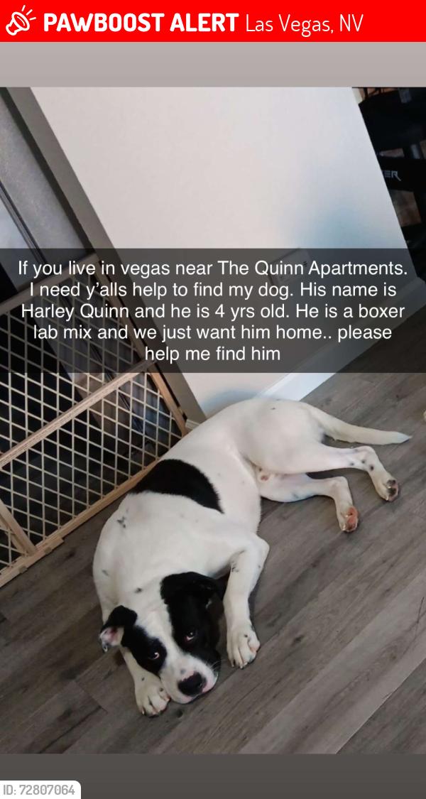 Lost Male Dog last seen Russell and Mountain Vista, Las Vegas, NV 89120