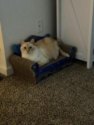 Lost Male Cat last seen Near 83rd Ave SW Lakewood, Lakewood, WA 98498