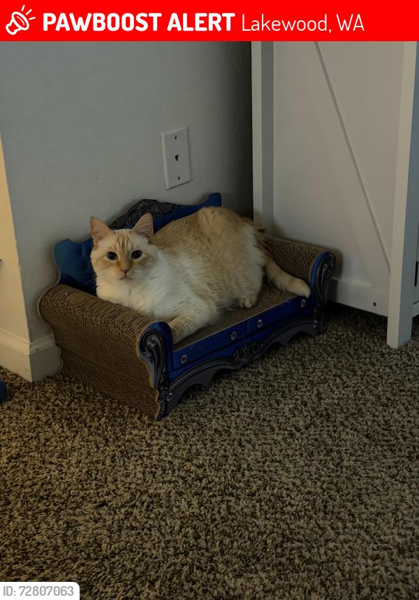 Lost Male Cat last seen Near 83rd Ave SW Lakewood, Lakewood, WA 98498