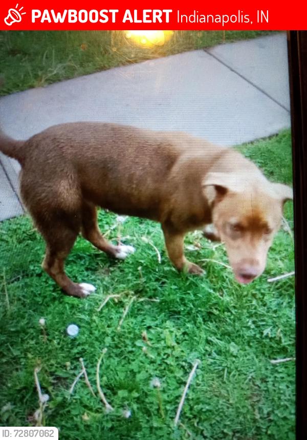 Lost Female Dog last seen McClure Street and Murray Street , Indianapolis, IN 46221