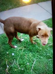 Lost Female Dog last seen McClure Street and Murray Street , Indianapolis, IN 46221
